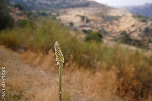 Desert plants folwer with brown meadow background in Dana Vally photo