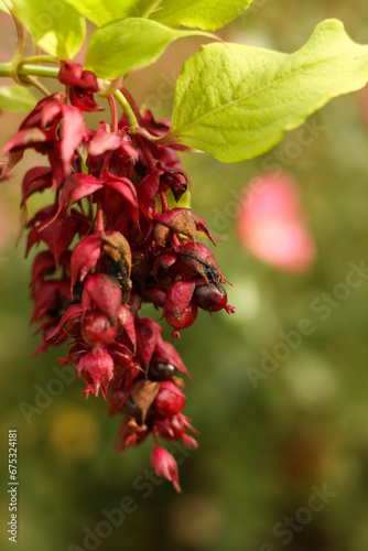 Leycesteria formosa, the pheasant berry, himalyan honeysuckle blossom and seeds photo
