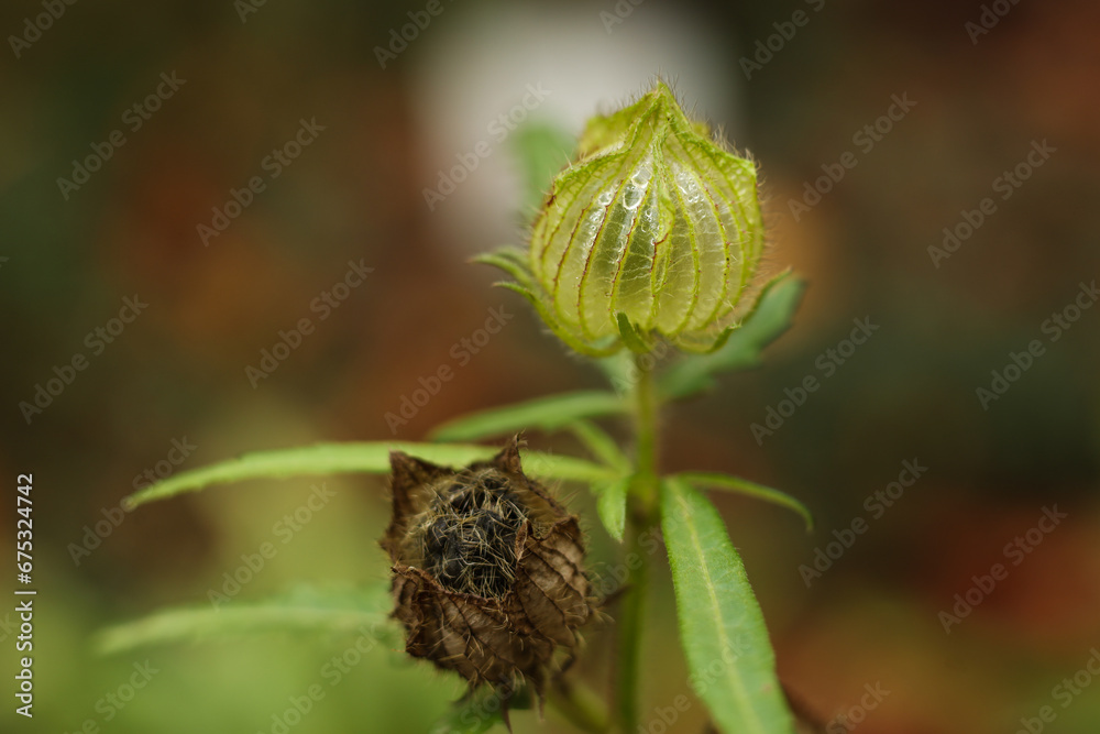 a close up of Hibiscus trionum, commonly called flowerofanhour