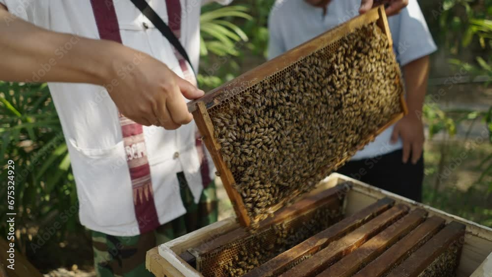 Two Asian beekeepers take bee panels out of the box in Thailand Two Asian beekeepers take bee panels out of the box in Thailand