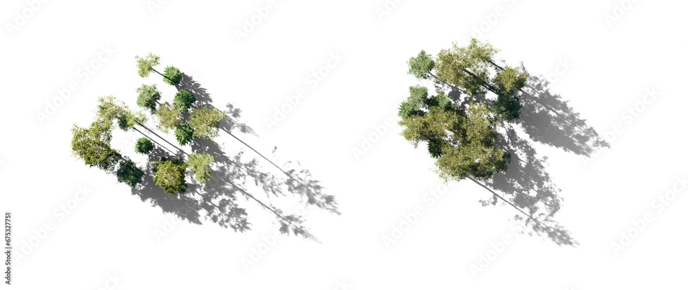 Forest top view group of trees Pinus sylvestris Scotch pine big tall ...