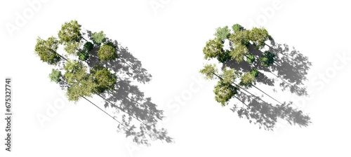 Forest top view group of trees Pinus sylvestris Scotch pine big tall spruce picea abies and pungens isolated png in sunny daylight on a transparent background with realistic shadow perfectly cutout