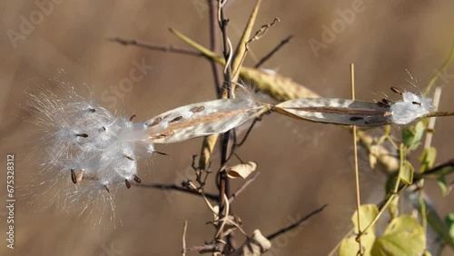 Swallow-wort climbing vine plant, pod with fluffy seeds, Cynanchum acutum photo