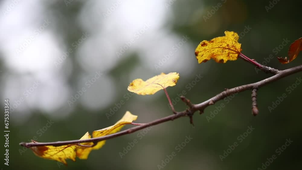 Autumn foliage, change of seasons, leaves falling from trees, yellow leaves