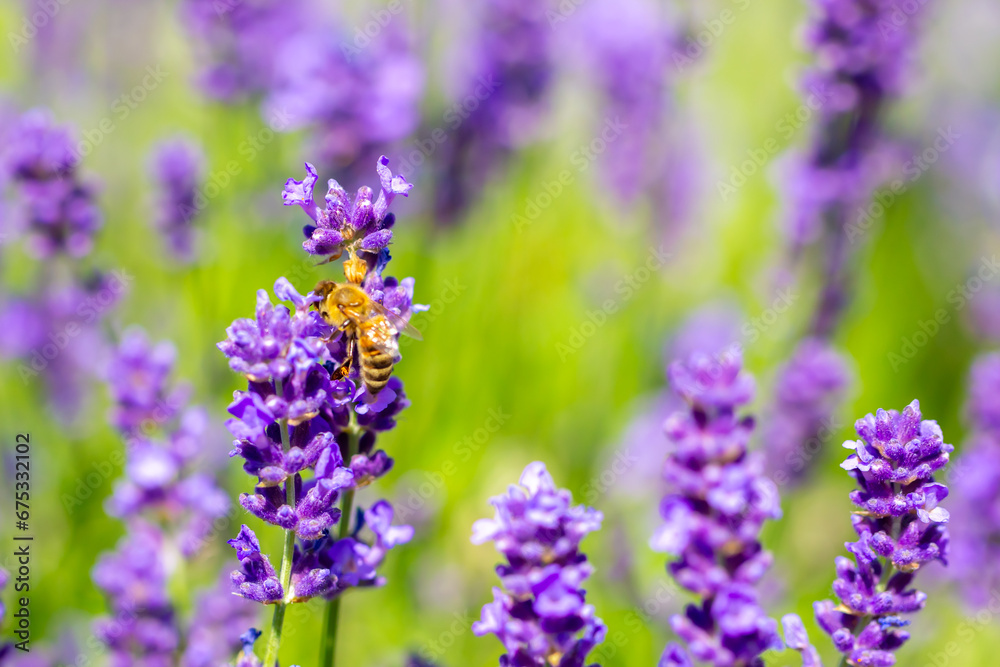 Spring lavender flowers under sunlight. Bees pollinate flowers and collect pollen. Lavender honey. Beautiful landscape of nature with a panoramic view. Hi spring. long banner Spring lavender flowers under sunlight. Bees pollinate flowers and collect pollen. Lavender honey. Beautiful landscape of nature with a panoramic view. Hi spring. long banner