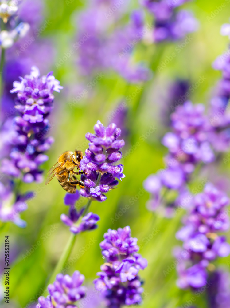 Spring lavender flowers under sunlight. Bees pollinate flowers and collect pollen. Lavender honey. Beautiful landscape of nature with a panoramic view. Hi spring. long banner Spring lavender flowers under sunlight. Bees pollinate flowers and collect pollen. Lavender honey. Beautiful landscape of nature with a panoramic view. Hi spring. long banner