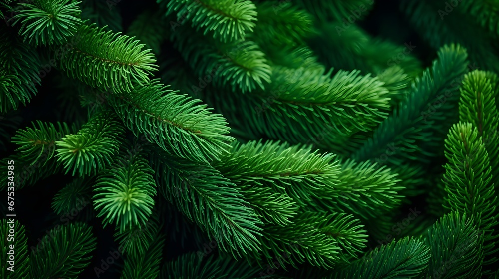 Obraz premium Green fir tree macro winter texture background.