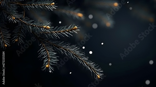 Green fir tree winter black minimal background. photo