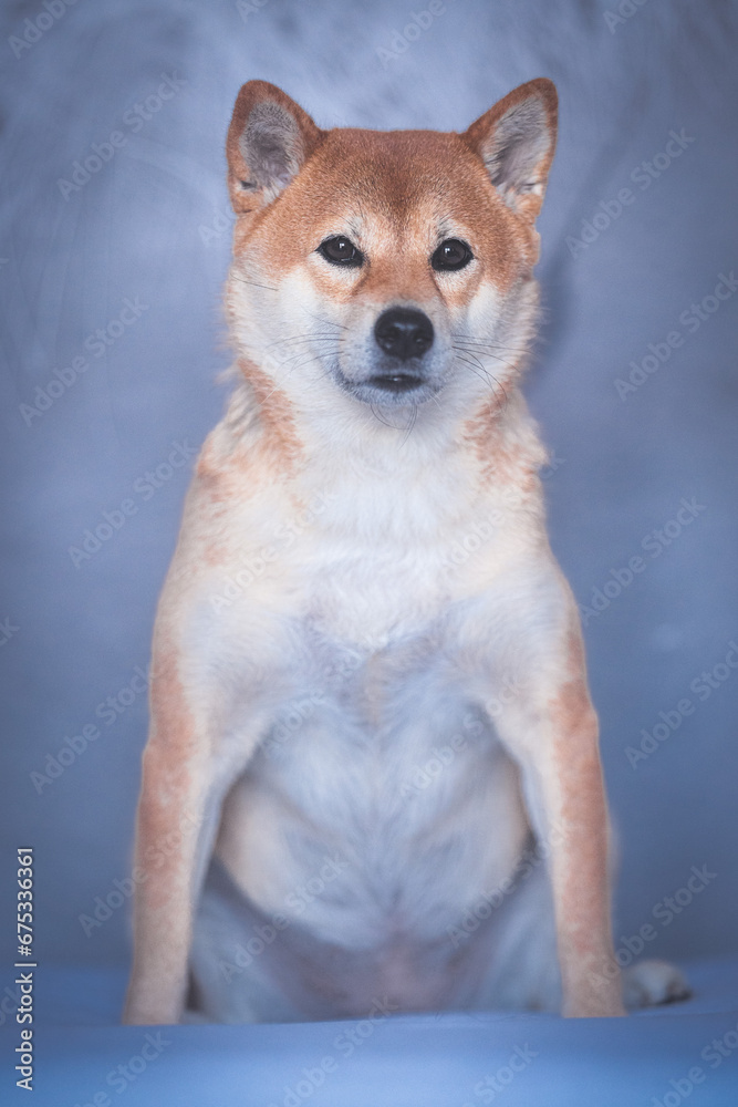 Portrait of a Shiba Inu dog isolated
