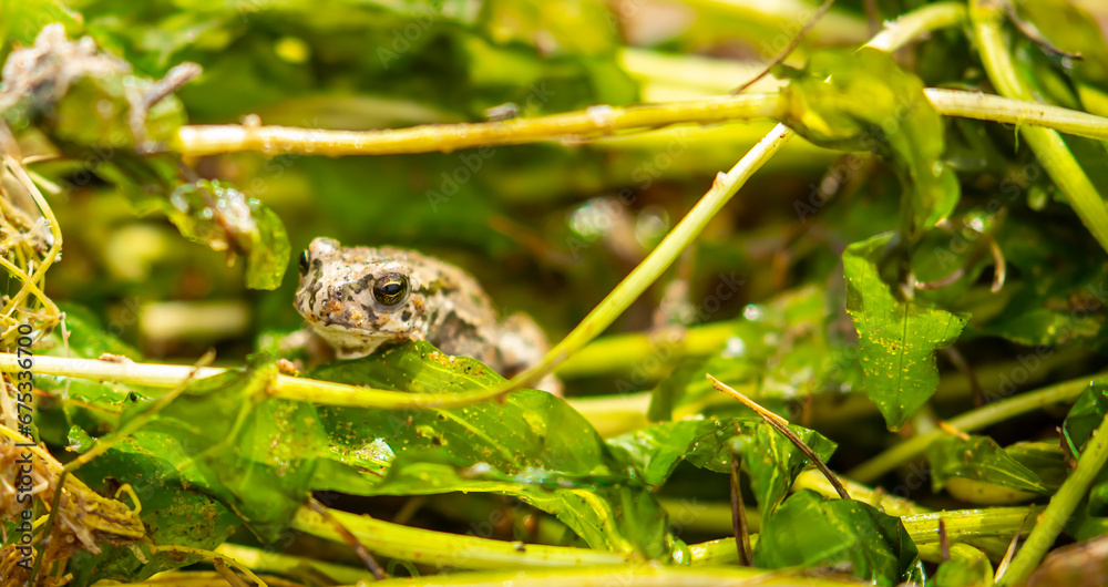 The frog sits on algae in the pond. Beautiful wildlife landscape with place for text. The concept of protecting wildlife and ecology.