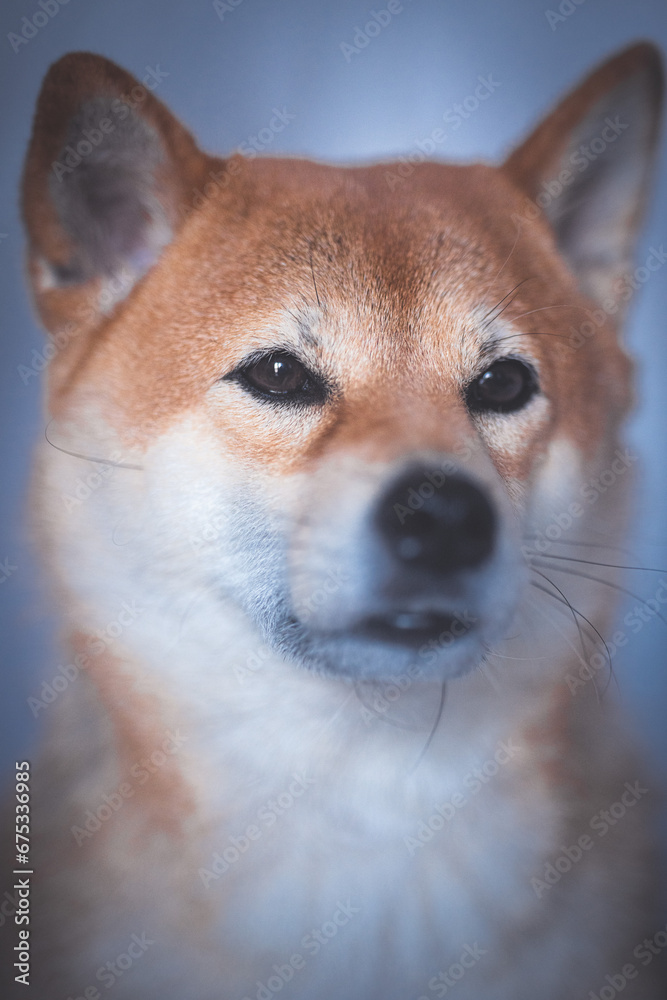 Portrait of a Shiba Inu dog isolated Portrait of a Shiba Inu dog isolated