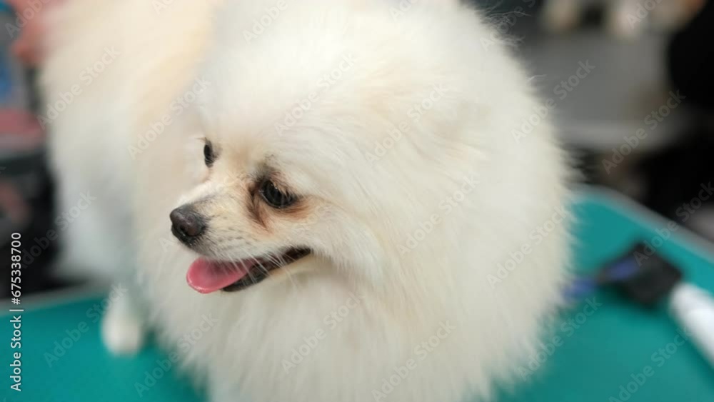 Close-up low-angle view of female groomer cutting adorable curly dog by electric trimmer for animals at table in grooming salon. Woman pet hairdresser doing professional care, slow motion. Close-up low-angle view of female groomer cutting adorable curly dog by electric trimmer for animals at table in grooming salon. Woman pet hairdresser doing professional care, slow motion.