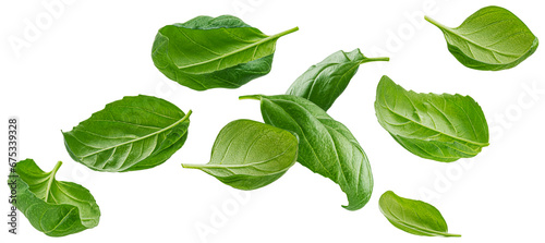 Basil leaves isolated photo