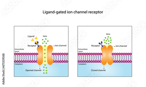 Ligand gated ion channel receptors. Mechanism for the transport of ions. Cell membrane receptors for ligands bind. Top view of ion channel opened channel closed channel