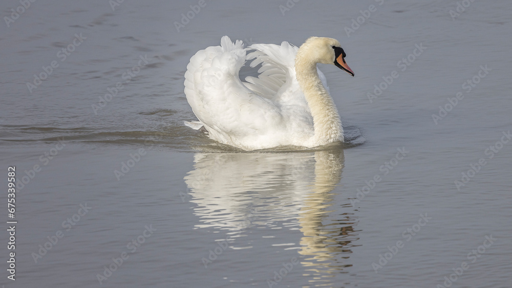Mute swan upstream on the Rhône Mute swan upstream on the Rhône