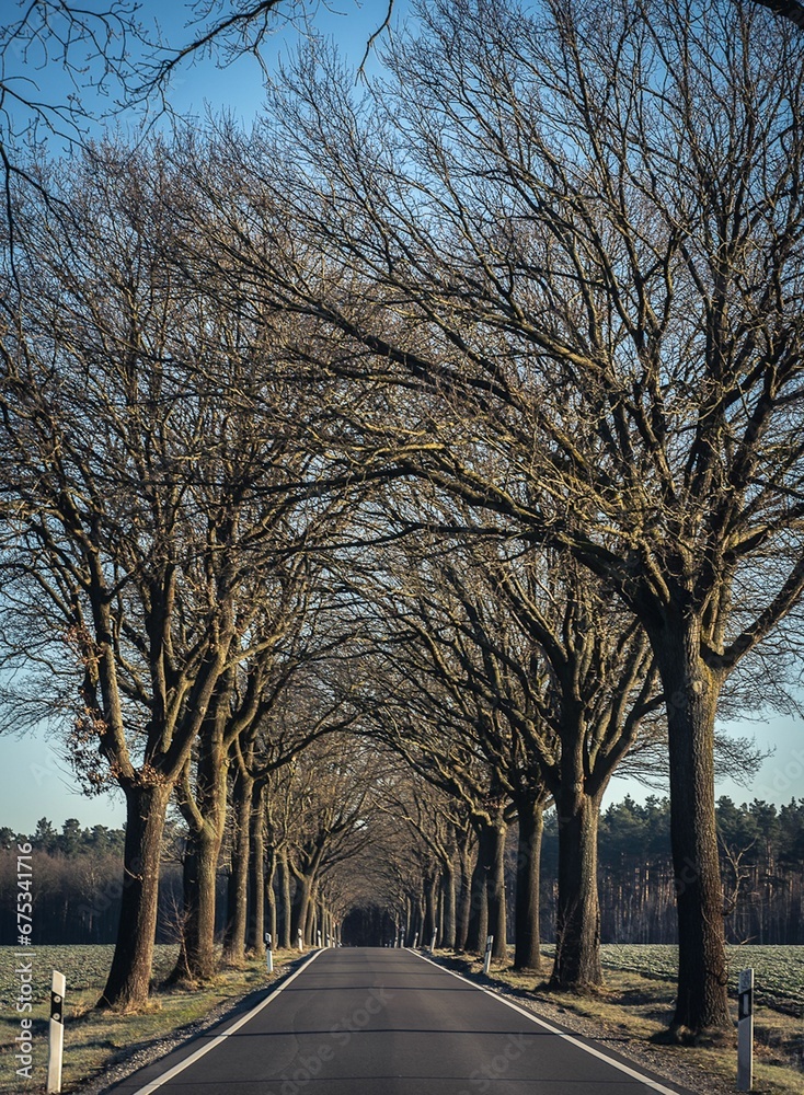 Picturesque country road with tall trees on either side and no cars in sight Picturesque country road with tall trees on either side and no cars in sight