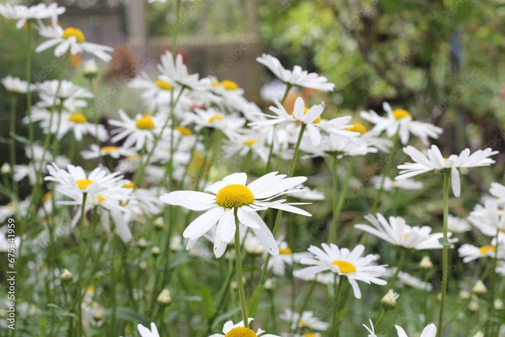 Field of white daisies blooming in the grass Field of white daisies blooming in the grass