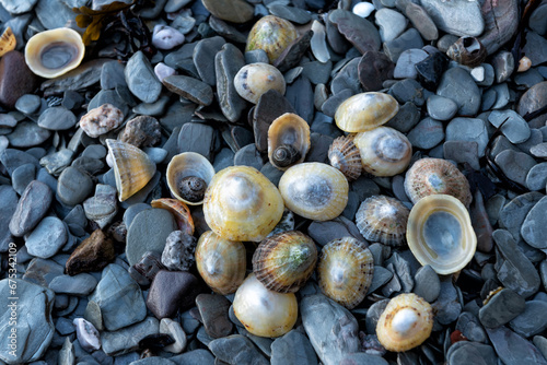 Shells of limpets and periwinkles on pebble beach photo