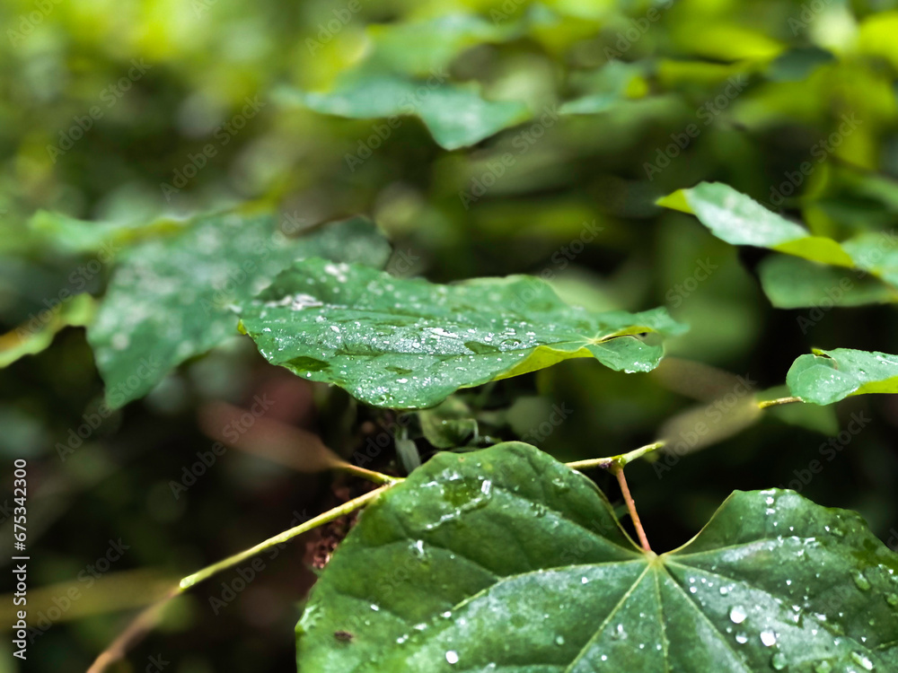 Closeup shot of big green leaves with water drops with a forest in the background Closeup shot of big green leaves with water drops with a forest in the background