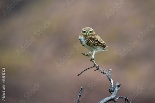 Burrowing Owl perched, La Pampa Province, Patagonia, Argentina. photo