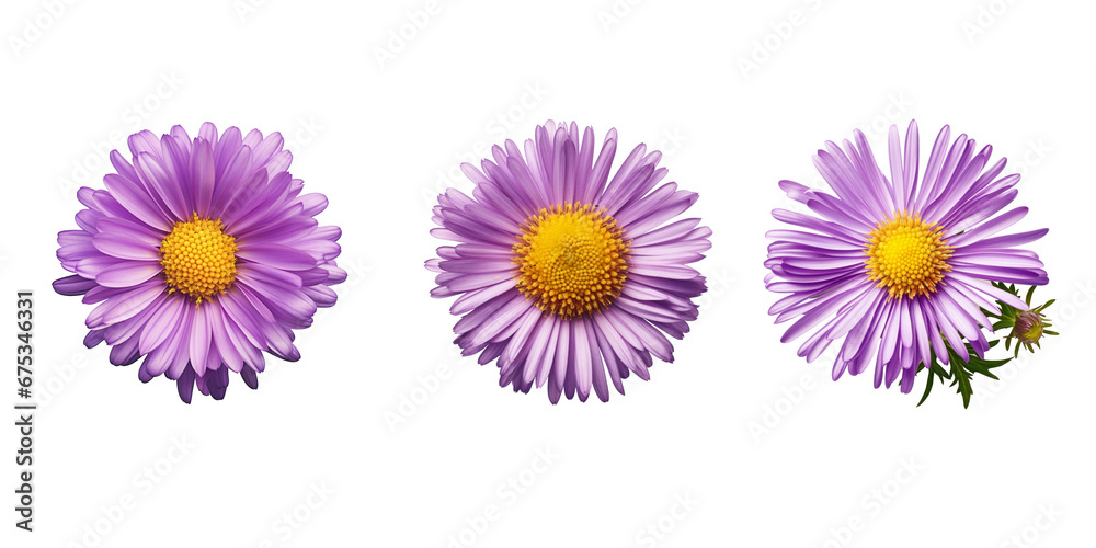purple aster with a yellow center, photo-realistic purple aster with a yellow center, photo-realistic