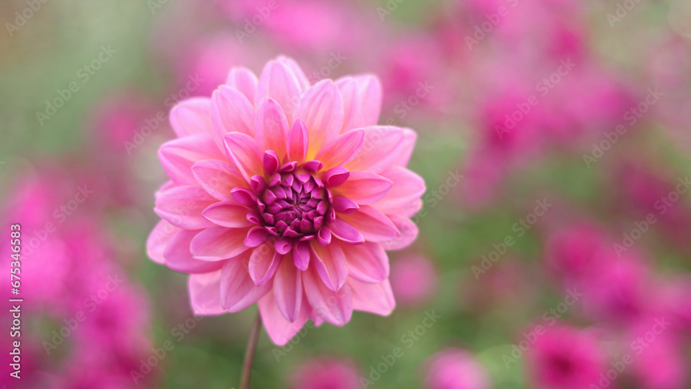 Beautiful pink Dahlia flower on a background of other Dahlias flowers. Pink dahlia flower in real garden. Floral background. Greeting card. Valentines day. Mothers day. Copy space. Autumn flower Beautiful pink Dahlia flower on a background of other Dahlias flowers. Pink dahlia flower in real garden. Floral background. Greeting card. Valentines day. Mothers day. Copy space. Autumn flower