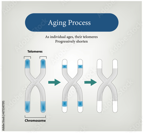 Aging Process, As individual ages, their telomeres Progressively shorten photo