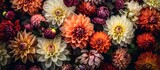 The floral beauty of the garden was mesmerizing with its array of beautiful flowers that showcased the rich botany and diverse flora including the stunning dahlias