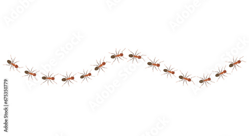 Worker ants trail line illustration isolated background. Top view of ants bug road trail marching in the line row
