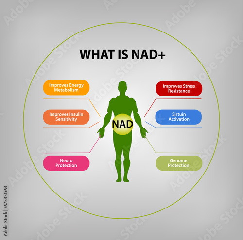 What is NAD+? Function of NAD+ photo