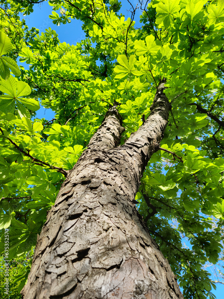 Large chestnut tree with fresh green foliage, bottom to top view Large chestnut tree with fresh green foliage, bottom to top view