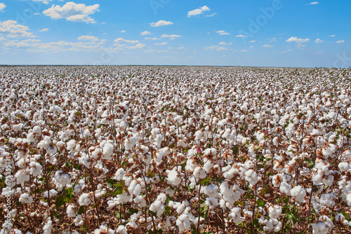 cotton plantation 