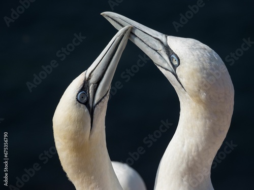 Closeup image of Northern Gannets (Morus bassanus) perched on a rock near a body of water photo