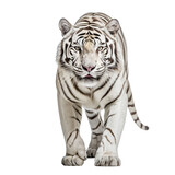 White Bengal tiger isolated on transparent background