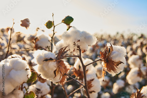  cotton plantation