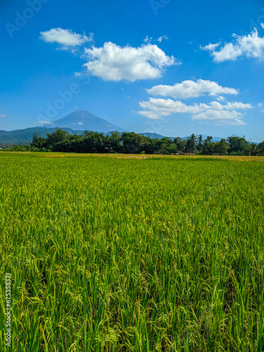 Green rice farm landscape against blue sky and mountains