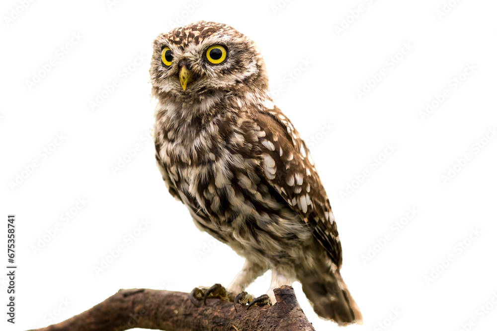 Owl Sit on tree branch isolated on transparent background, looking to camera, Owl Sit on tree branch isolated on transparent background, looking to camera,