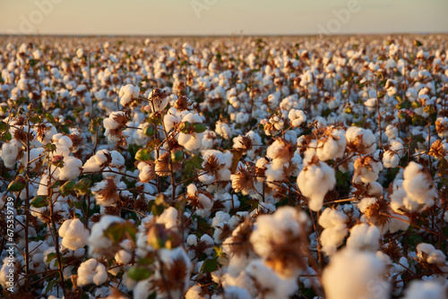 cotton plantation photo