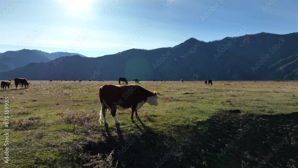 Altai cow and horses in a valley between the mountains in autumn