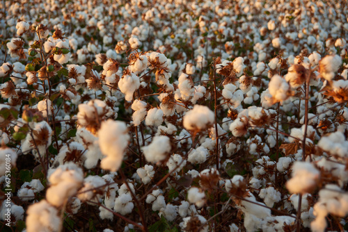 cotton plantation