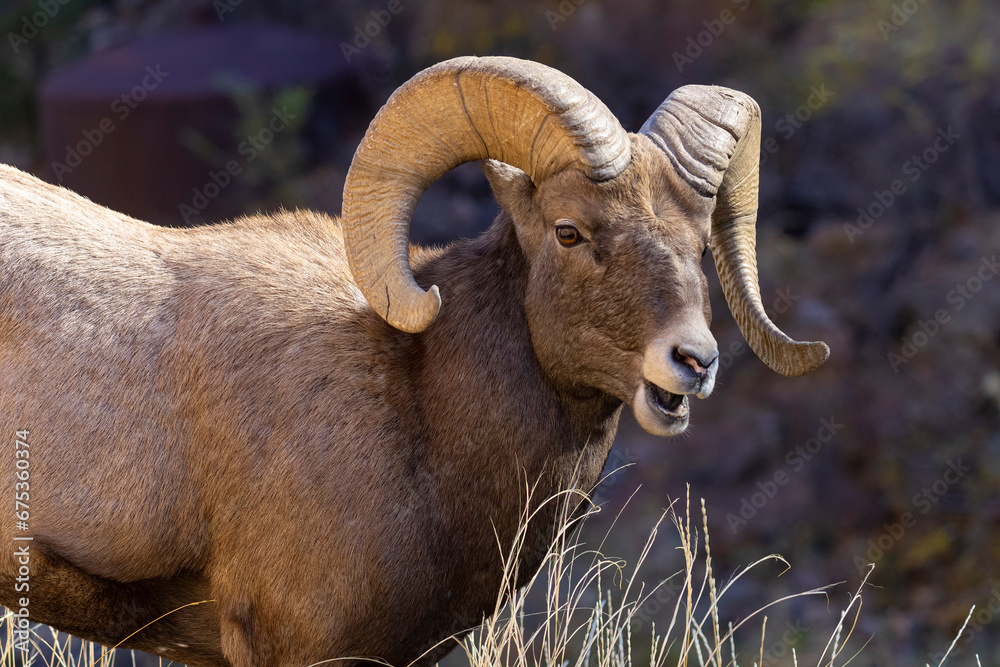 Bighorn Rams Bighorn Rams