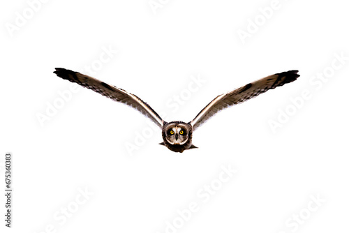 Front View Of owl PNG . Owl isolated In White Transprent  background   png