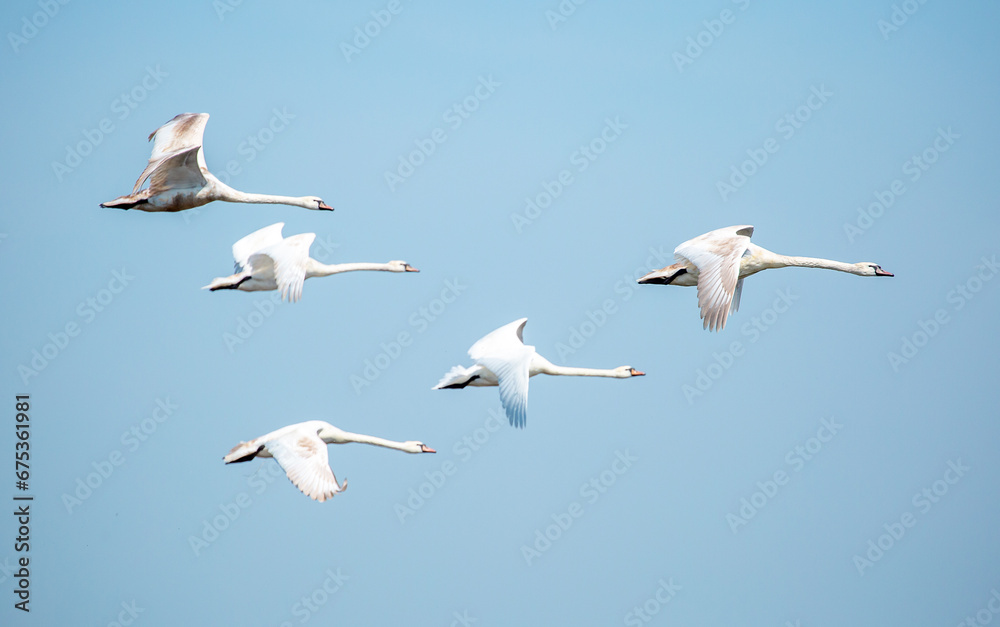 Obraz premium Flying swans in the blue sky. Waterfowl at the nesting site. A flock of swans walks on a blue lake.