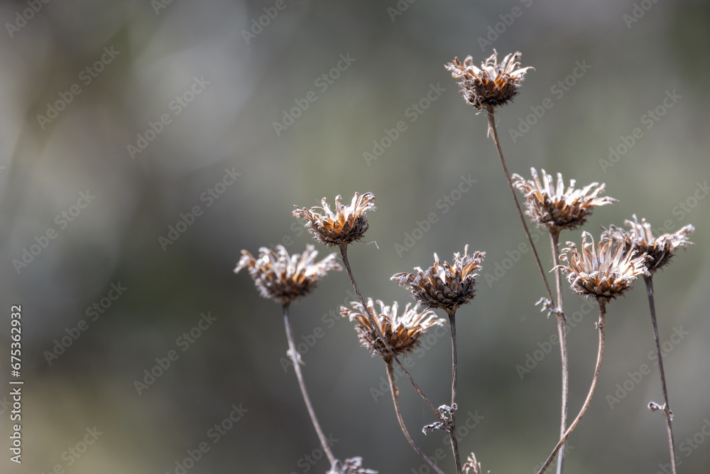 Dry flowers are on blurred natural background, outdoor macro photo Dry flowers are on blurred natural background, outdoor macro photo