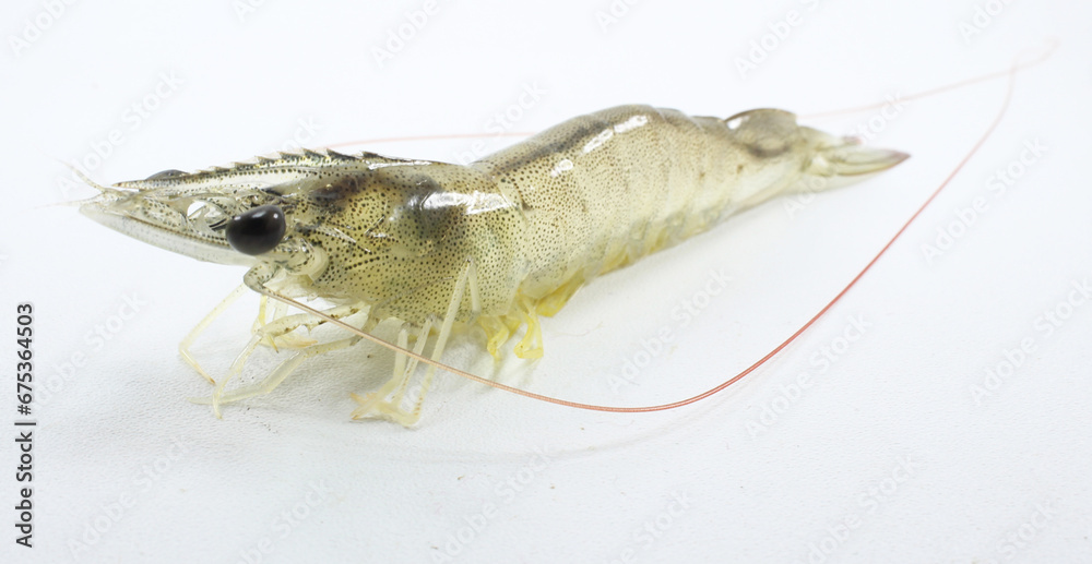 litopenaeus vannamei shrimp with white backjground litopenaeus vannamei shrimp with white backjground