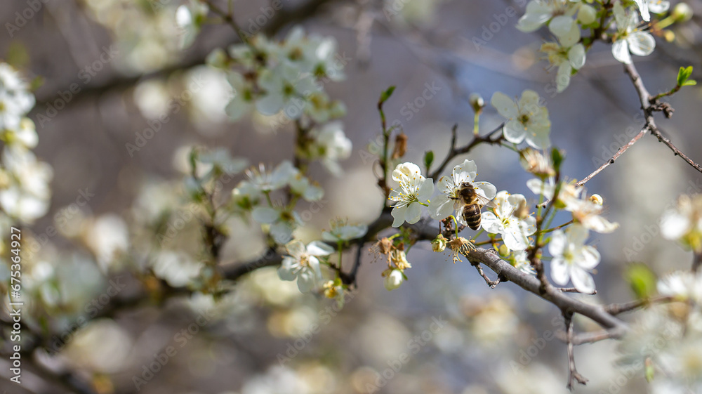 Bee on a flower of the white cherry blossoms. White flowers bloom in the trees. Spring landscape with blooming sakura tree. Beautiful blooming garden on a sunny day. Copy space for text. Bee on a flower of the white cherry blossoms. White flowers bloom in the trees. Spring landscape with blooming sakura tree. Beautiful blooming garden on a sunny day. Copy space for text.