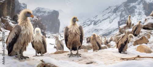 In the winter the breathtaking landscape covered in snow showcases the beauty of nature where birdwatching enthusiasts can spot various species of wildlife including the magnificent vultures photo