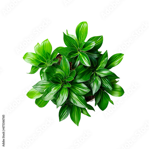Top view of houseplant isolated on white background with clipping path