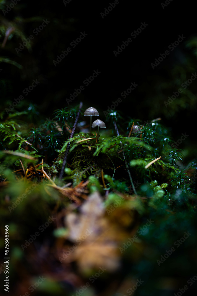 Naklejka premium Two Small Mushrooms In The Forest