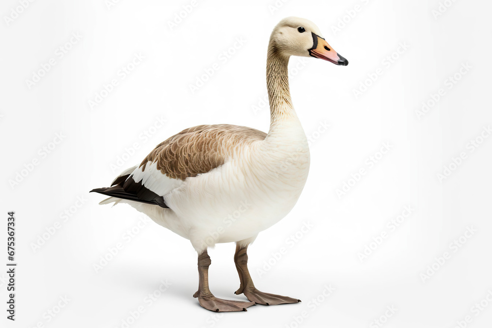 Elegant Profile: A Goose's Portrait,goose isolated on white,goose isolated on white background Elegant Profile: A Goose's Portrait,goose isolated on white,goose isolated on white background